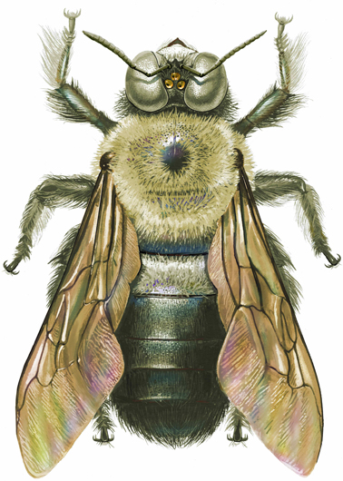 honey bee scientific drawing